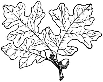 Post oak branch