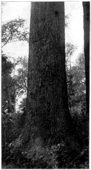 Chinquapin oak
