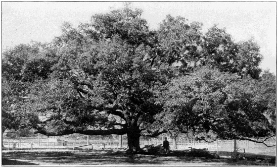Live oak