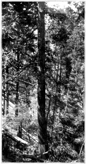 California tanbark oak