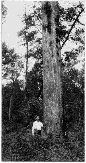 Shingle oak