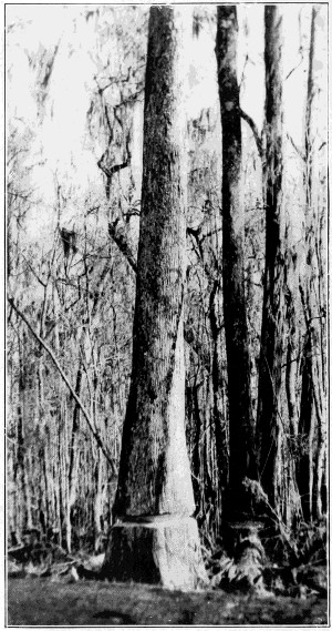 Tupelo tree