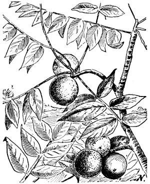 Black walnut branch