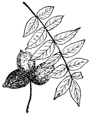 Butternut branch