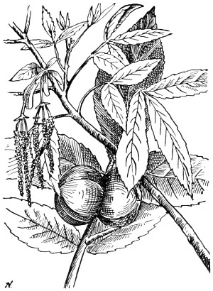 Shagbark hickory branch