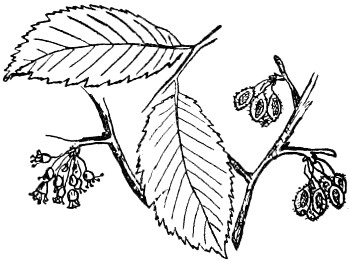 White elm branch