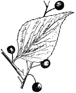Hackberry branch