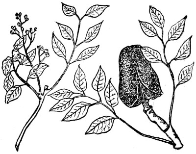 Mahogany branch