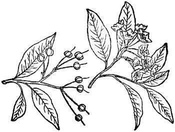 Mountain laurel branch