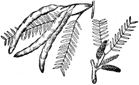 Mesquite branch