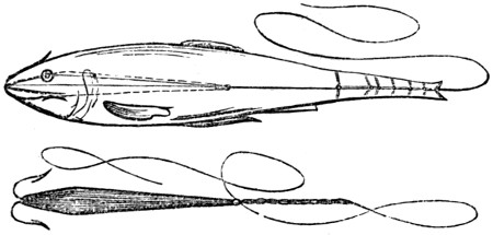 Use of the baiting needle