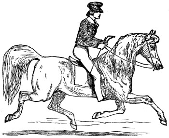 Horse with rider: trot