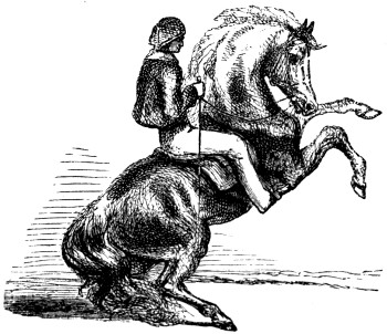 Rearing pony