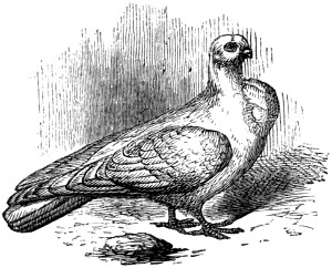 Owl pigeon