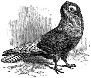 Jacobin pigeon