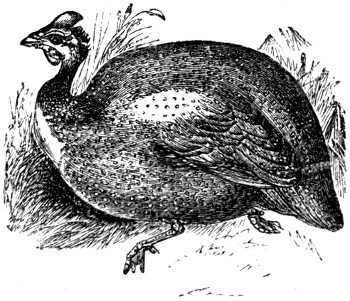 Guinea fowl