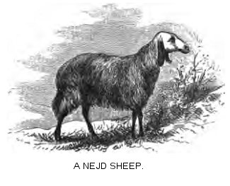 A Nejd sheep
