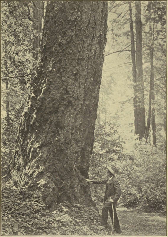 JOHN MUIR AT THE FOOT OF A DOUGLAS SPRUCE IN
MUIR WOODS