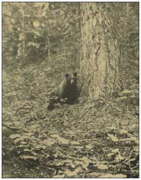 a black bear in sequoia national park