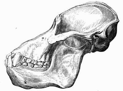 Orang-Outang skull