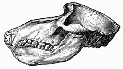 Cynocephalus ape skull