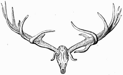 Head of a great stag