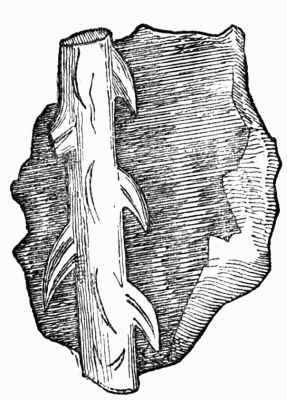 Animal Bone, pierced by an Arrow