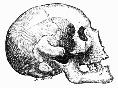 Skull found at Furfooz