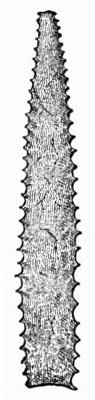 Toothed Spear-head of Flint