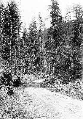 One lane dirt road with small bridge and telephone poles winding through tall evergreen woods.