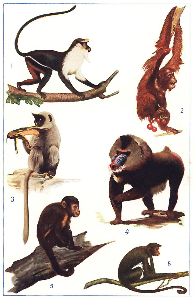TYPES OF APES AND MONKEYS