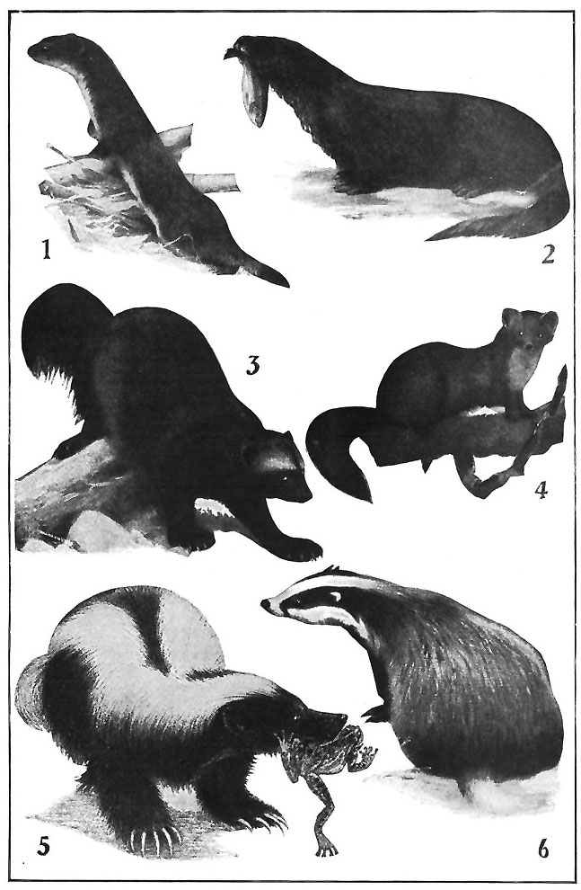 TYPES OF FUR BEARERS.