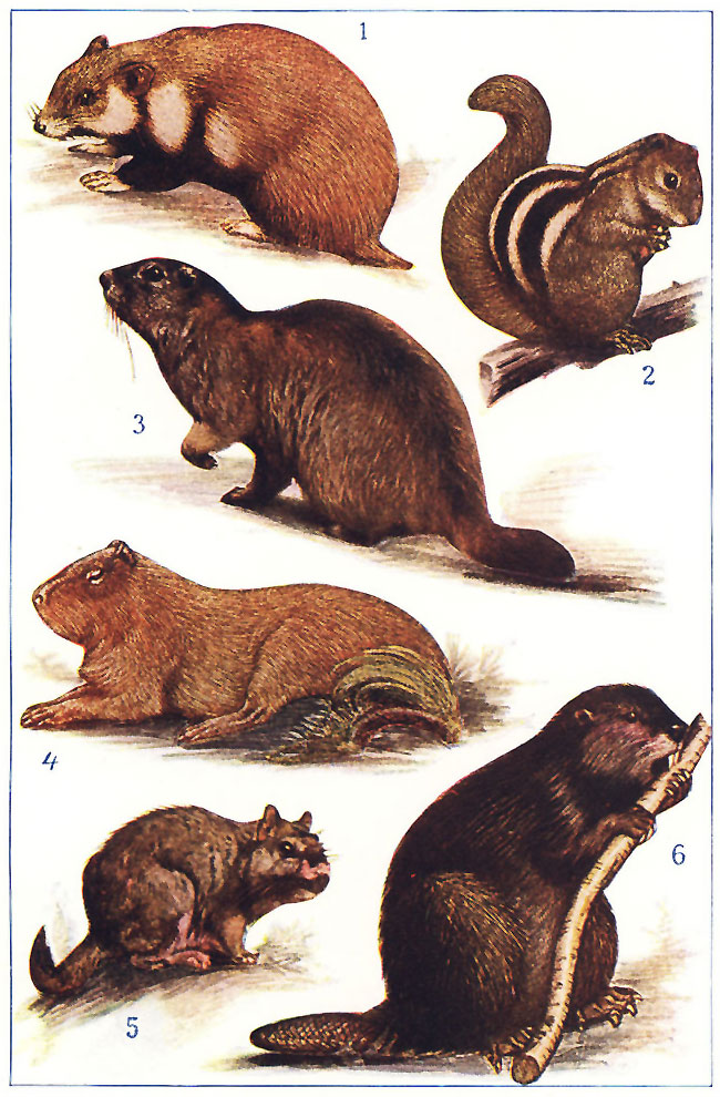 TYPES OF RODENTS