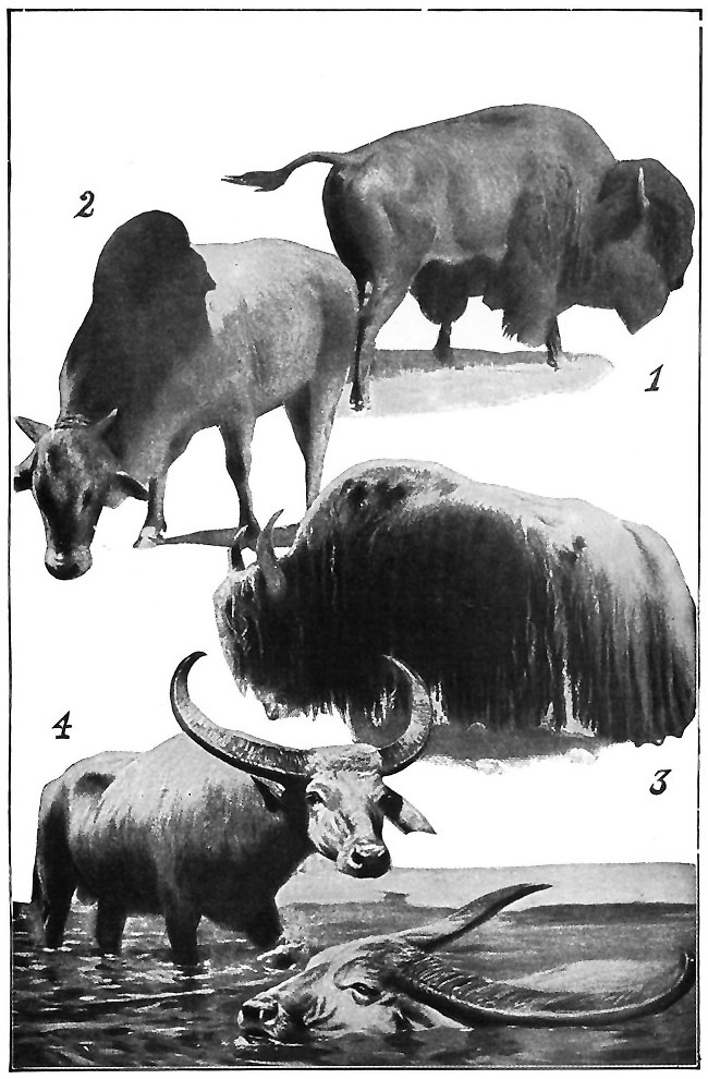 FOUR TYPES OF CATTLE.