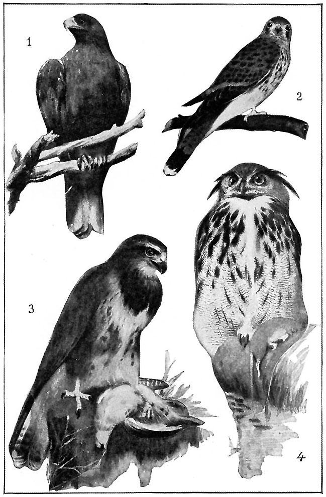 TYPICAL BIRDS OF PREY.