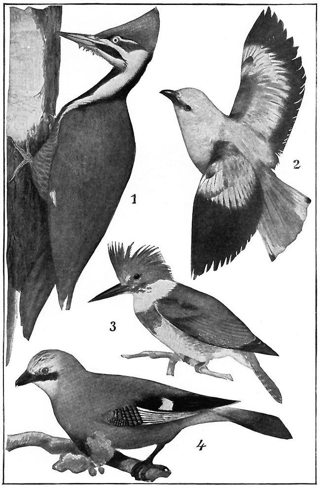 FOUR HANDSOME BIRDS.