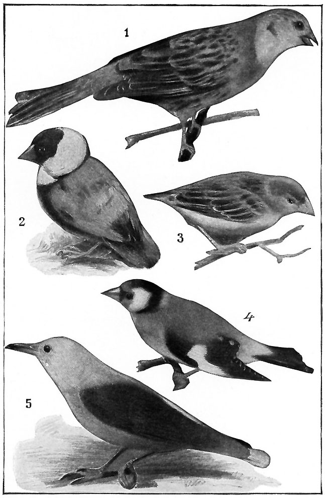 FINCHES AND WEAVER-BIRDS.