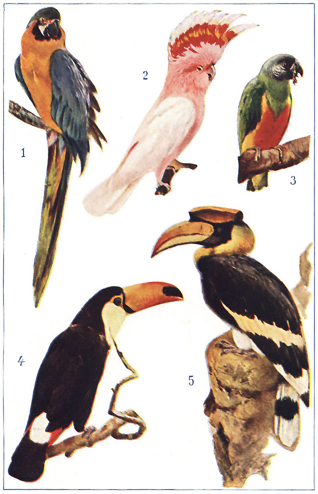 GAUDY TROPICAL BIRDS