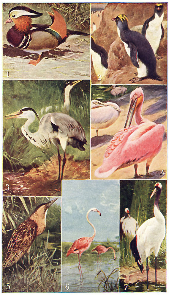 TYPES OF WATER-BIRDS