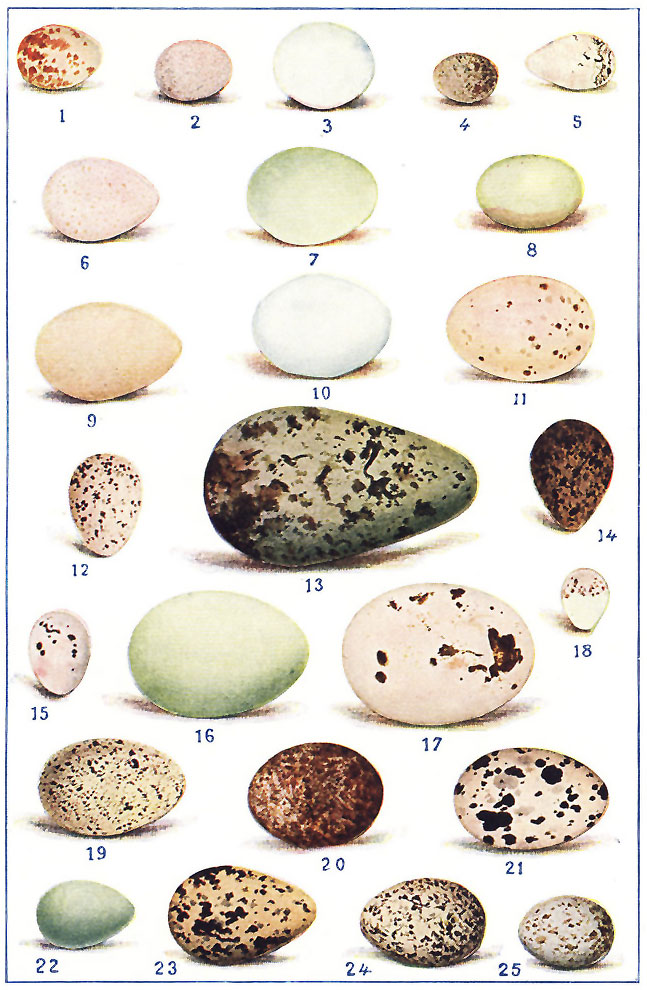 CHARACTERISTIC FORMS AND MARKINGS OF AMERICAN BIRDS' EGGS