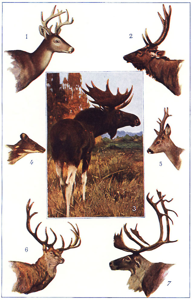 THE ANTLERED DEER