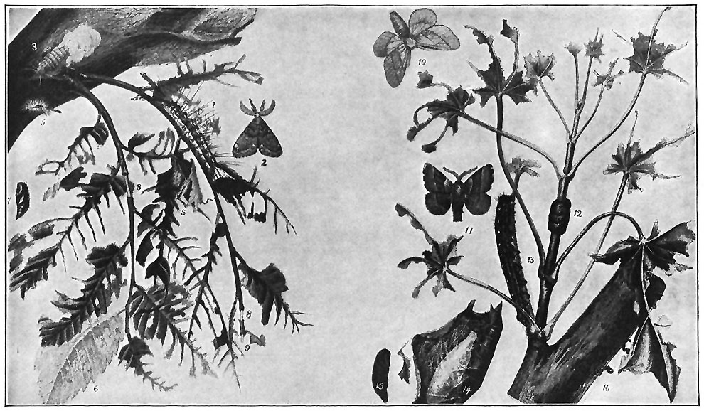 LEAF-EATING INSECTS OF SHADE-TREES.