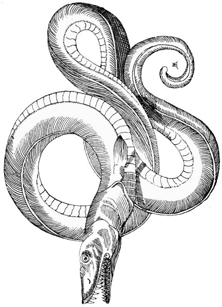 A Sea Serpent