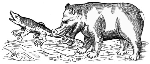 A hippopotamus eating a crocodile
