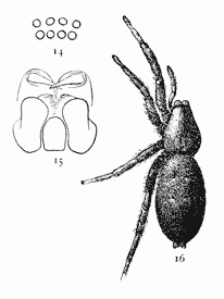 Figs. 14, 15, 16.
Prosthesima atra.—16,
female enlarged
four times.
14, eyes seen from
in front. 15, maxillæ,
labium, and
ends of mandibles
from below.
