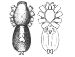 Fig. 17. Fig. 18.
Prosthesima ecclesiastica.—Upper
and under views of
female enlarged four times.