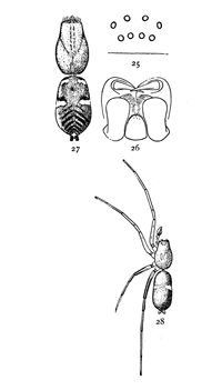 Figs. 25, 26, 27, 28. Micaria
longipes.—28, Male enlarged
four times. 25, eyes
seen from in front. 26,
maxillæ, labium, and ends
of mandibles from below.
27, Southern variety, Micaria
aurata. Colored
orange, with black and
white markings.