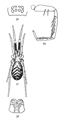 Figs. 29, 30, 31, 32. Phrurolithus
alarius.—31,
female in a natural position,
with legs drawn up
over the back, enlarged
eight times. 29, one of
the front legs to show
spines. 30, eyes from
in front. 32, maxillæ,
labium, and ends of
mandibles.