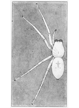 fig. 48. Female Clubiona crassipalpis,
enlarged four times.