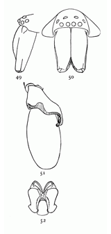 Figs. 49, 50, 51, 52. Clubiona
crassipalpis.—49,
head and mandibles of
male from the left side.
50, head and mandibles
of male from in front.
51, palpus of male. 52,
maxillæ, labium, and
ends of mandibles.